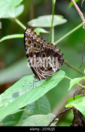 Blue Morpho, Morpho sp., Tambopata National Reserve, Peru, Südamerika Stockfoto