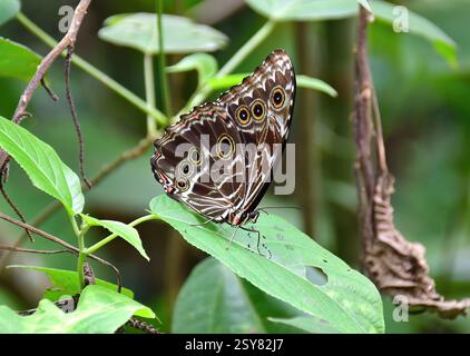 Blue Morpho, Morpho sp., Tambopata National Reserve, Peru, Südamerika Stockfoto