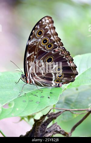 Blue Morpho, Morpho sp., Tambopata National Reserve, Peru, Südamerika Stockfoto