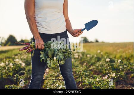 Rote Bete in der Hand halten. Die Frau ist tagsüber auf dem Ackerfeld. Stockfoto