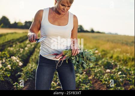 Rote Bete in der Hand halten. Die Frau ist tagsüber auf dem Ackerfeld. Stockfoto