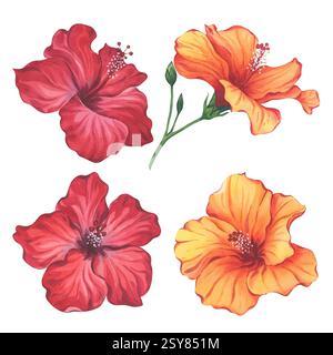 Rotes und orangefarbenes Hibiskus-Blumen-Aquarellset Stockfoto