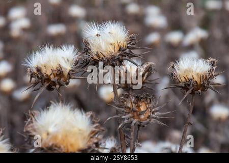 Mariendistel Samenkopf - lateinischer Name - Silybum marianum. Stockfoto