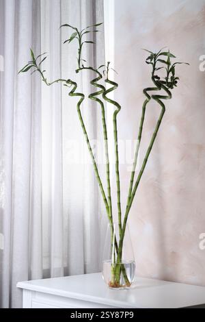 Wunderschöne grüne Bambusstämme in Vase auf dem Tisch drinnen Stockfoto