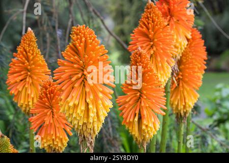 Eine Gruppe von leuchtenden orangefarbenen und gelben Kniphofia-Blüten, auch bekannt als Red Hot Poker, blüht in einem Garten in der Nachbarschaft Stockfoto