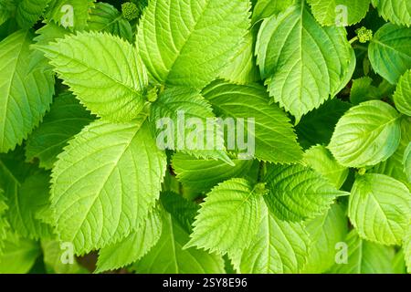 Nahaufnahme, Natur oder Perilla mit Wachstum für Garten, botanische Umwelt und Ernte in der Draufsicht. Minzblätter, Ökologie oder Landwirtschaft im Freien für Stockfoto