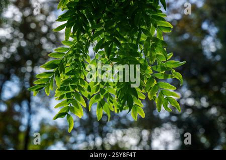 Nahaufnahme hellgrüner Gleditsia triacanthos-Blätter mit traumhaftem Bokeh-Effekt in der Natur. Stockfoto