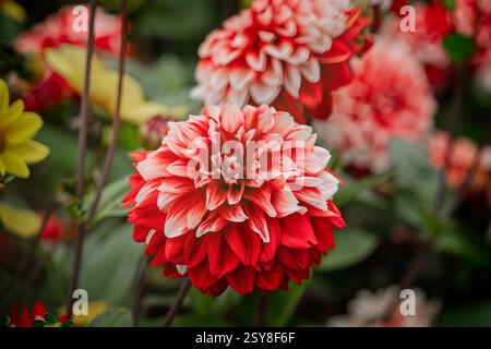 Nahaufnahme einer markanten rot-weißen Dahlienblume, die sanft gegen verschwommene Blüten beleuchtet wird. Stockfoto
