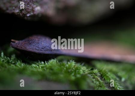 Makrofoto eines Platanensamens auf üppigem grünem Moos, das seine zarte, geflügelte Struktur und erdige Texturen zeigt. Stockfoto