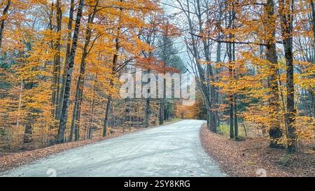 Im ländlichen Vermont, USA, führt eine kurvige Feldstraße durch einen dichten Wald aus goldenem und orangenem Herbstlaub. Stockfoto