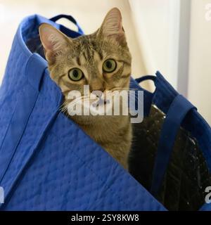Eine verspielte Tabbykatze mit grünen Augen blickt aus einer blauen Einkaufstasche hervor und zeigt Katzenneugier und Unfug in einer häuslichen Umgebung. Stockfoto