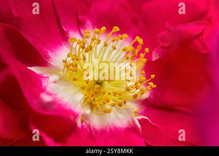 Rambler Rose American Pillar - Makro der roten Blume mit gelben Staubblättern Stockfoto