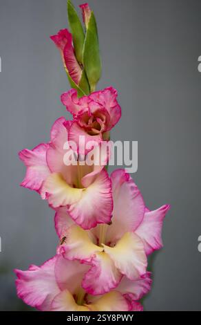 Rosa Gladiole Stockfoto