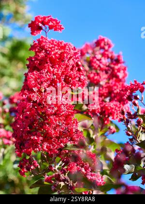 Red Crepe Myrte Dynamit Baum Stockfoto