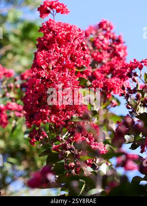Red Crepe Myrte Dynamit Baum Stockfoto