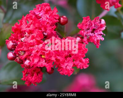 Red Crepe Myrte Dynamit Baum Stockfoto