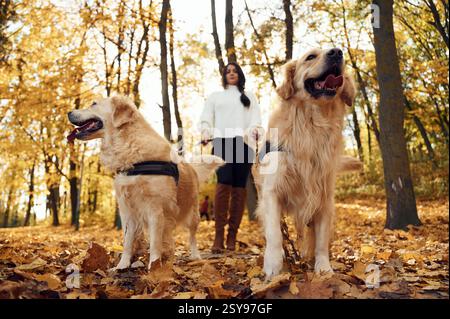 Vorderansicht, wunderschönes Porträt von Tieren. Frau auf dem Spaziergang mit ihren beiden Hunden im Herbstwald. Stockfoto
