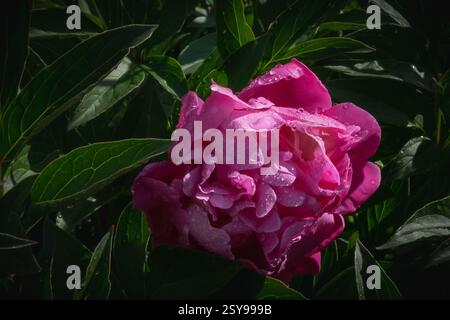 Rosa Pfingstrose Blume in einem botanischen Garten Stockfoto