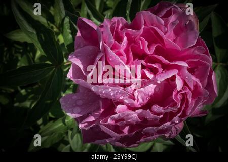 Rosa Pfingstrose Blume in einem botanischen Garten Stockfoto
