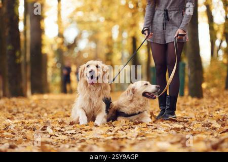 Die junge Frau ist mit ihren beiden Hunden im Herbstwald unterwegs. Stockfoto