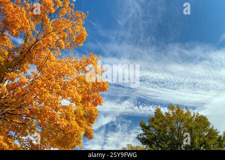 Wunderschöne Herbstlandschaft im Tennessee Bergwald Stockfoto