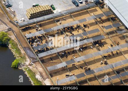 Kuhfutterpartie mit Fleischkühen. Viehhaltung auf dem Bauernhof in den USA Stockfoto