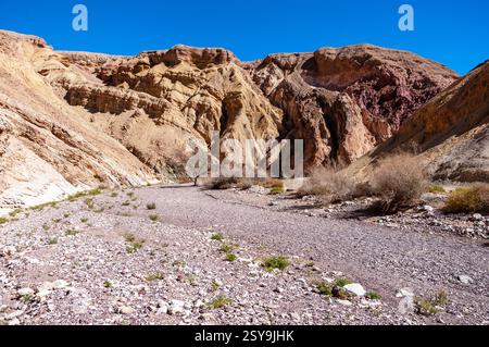 Eine Wüstenlandschaft mit einem felsigen Pfad und ein paar Büschen. Der Himmel ist klar und blau Stockfoto
