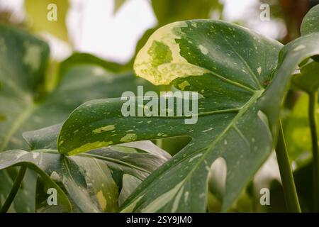 Thai Constellation Monstera Zimmerpflanzen Blätter Stockfoto