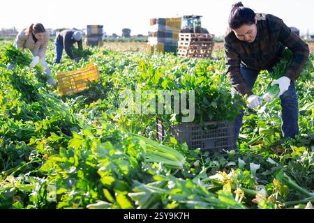 Frau, die Sellerie auf dem Gemüsefeld erntet Stockfoto