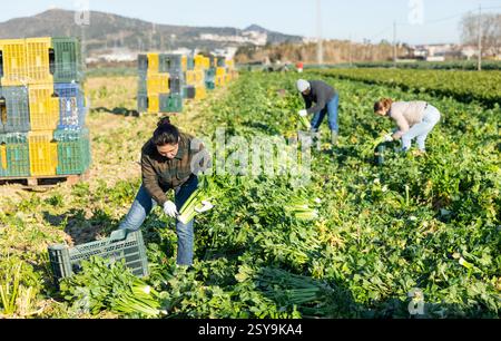 Frau, die Sellerie auf dem Gemüsefeld erntet Stockfoto