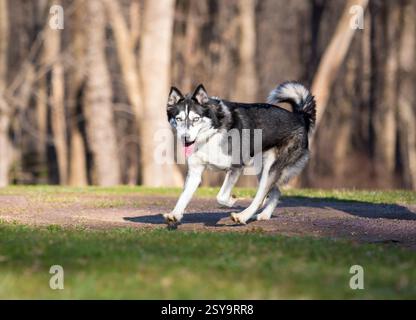 Ein Husky-Hund, der mit einem fröhlichen Ausdruck draußen läuft Stockfoto