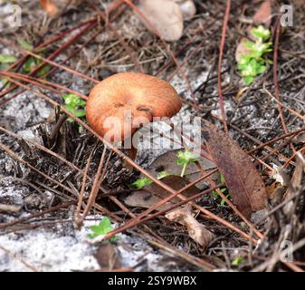 02/12/2025. Little Manatee River State Park, Wimauma, FL. Kiefernflachhölzer mit Sandsubstrat. Gefunden in einer Depression, wo einst eine Struktur war. Klein Stockfoto