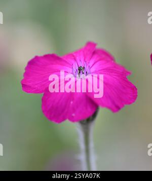Rose campion - Kaninchenohren - Kronenrosa - Dusty miller - Bloody william - Mullein pink - Silene coronaria - Lychnis coronaria Stockfoto