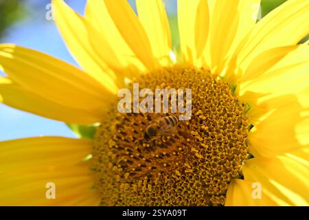 Biene auf Sonnenblume Stockfoto