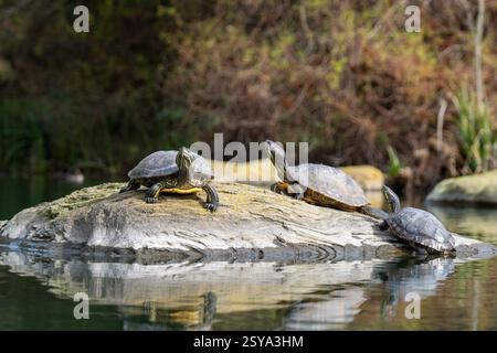 Drei Schildkröten, die sich auf einem sonnendurchfluteten Felsen in einem ruhigen Teich inmitten der Natur, Golden Gate Park, SF, CA Stockfoto
