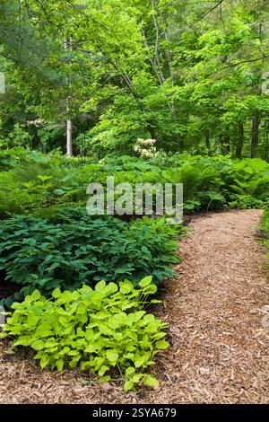 Gemischte Pflanzungen, darunter Hosta - Plaintain Lily, Pteridophyta - Farn Plantsin grenzt an den Mulchpfad im späten Frühjahr, Shade Garden, Domaine Jo Stockfoto