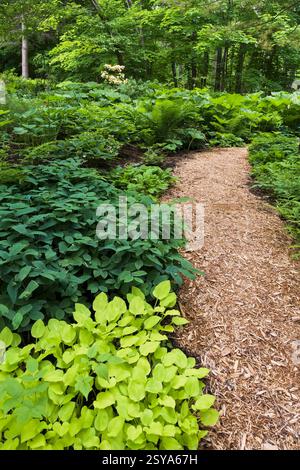 Gemischte Anpflanzungen einschließlich Hosta - Plaintain Lily, Pteridophyta - Farnpflanzen in Grenzen neben Mulchpfad im späten Frühjahr, Shade Garden, Domaine J Stockfoto