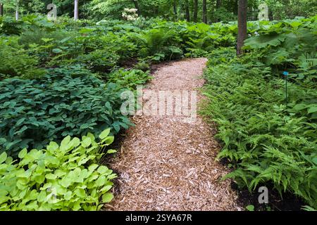 Gemischte Anpflanzungen einschließlich Hosta - Plaintain Lily, Pteridophyta - Farnpflanzen in Grenzen neben Mulchpfad im späten Frühjahr, Shade Garden, Domaine J Stockfoto