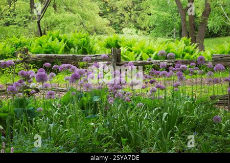 Allium 'Beau Regard' - Zwiebeln, Hosta - Plaintain Lily, Pteridophyta - Farnpflanzen in Grenzen mit rustikalem Holzbarschzaun im Frühjahr. Stockfoto