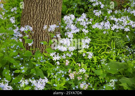 Laubbaum im Rand mit Phlox divaricata 'Blue phlox' Blüten im Frühjahr unterpflanzt. Stockfoto