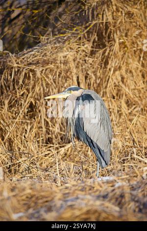 Ein großer großer blauer Reiher steht inmitten des großen getrockneten gelben Grases bei Hauser, Idaho Stockfoto