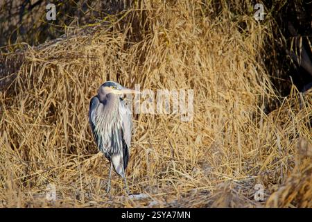 Ein großer großer blauer Reiher steht inmitten des großen getrockneten gelben Grases bei Hauser, Idaho Stockfoto