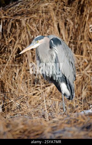 Ein großer großer blauer Reiher steht inmitten des großen getrockneten gelben Grases bei Hauser, Idaho Stockfoto