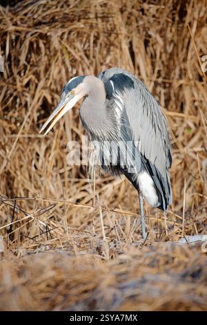 Ein großer großer blauer Reiher steht inmitten des großen getrockneten gelben Grases bei Hauser, Idaho Stockfoto