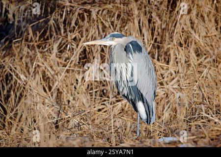 Ein großer großer blauer Reiher steht inmitten des großen getrockneten gelben Grases bei Hauser, Idaho Stockfoto