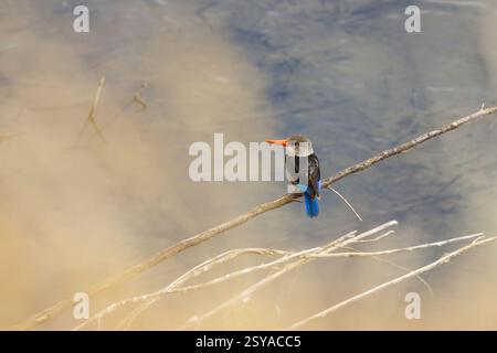 Ein grauköpfiger Eisvogel (Halcyon leucocephala) thronte auf einem Zweig im Tarangire-Nationalpark in Tansania, Afrika Stockfoto