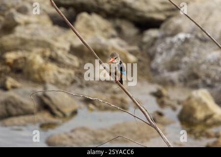 Ein grauköpfiger Eisvogel (Halcyon leucocephala) thronte auf einem Zweig im Tarangire-Nationalpark in Tansania, Afrika Stockfoto