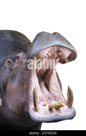 Nilpferde mit weit geöffnetem Mund, Dominanz isoliert auf weißem Hintergrund Stockfoto