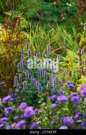 Wachstum, Garten oder Anis Ysop in der Natur für botanische Umwelt und Blumen. Wiese, umweltfreundliche oder nachhaltige Außenlandschaft zum Blühen Stockfoto
