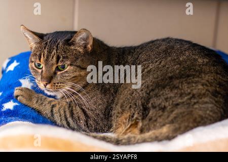 Eine hübsche Katze liegt bequem auf einer wunderschön gemusterten blau-weißen Decke, die ihre gemütliche Atmosphäre unterstreicht Stockfoto